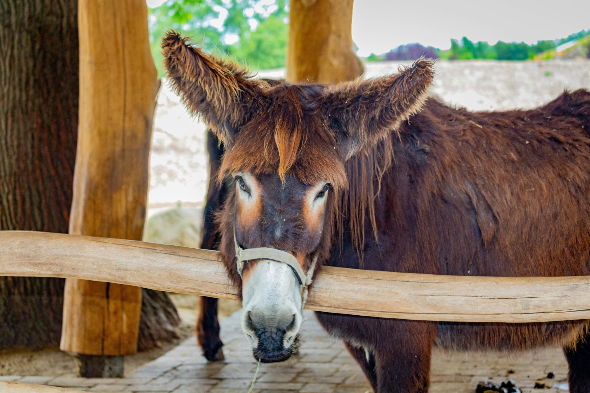 donkey with extensions