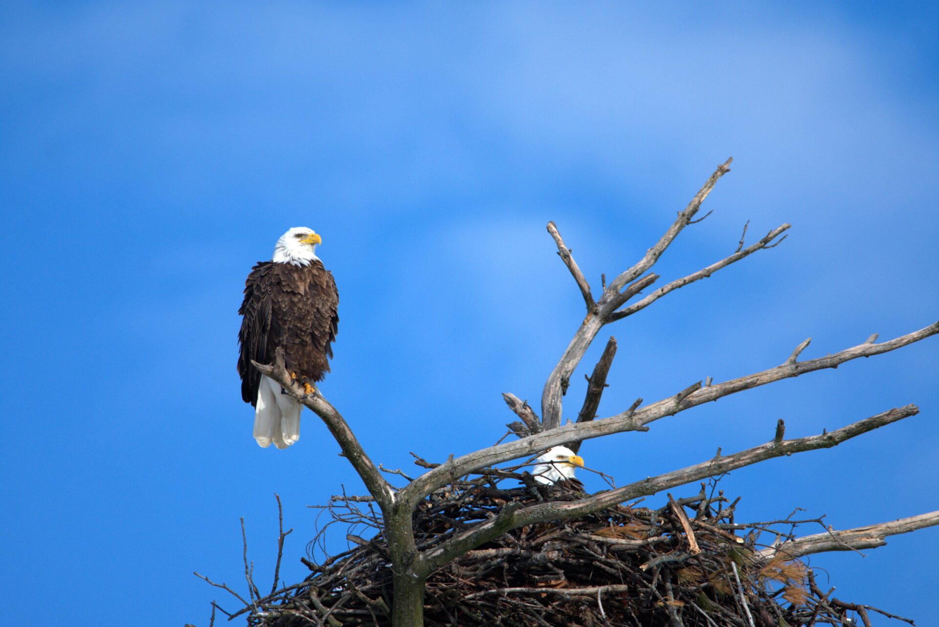 eagle nest