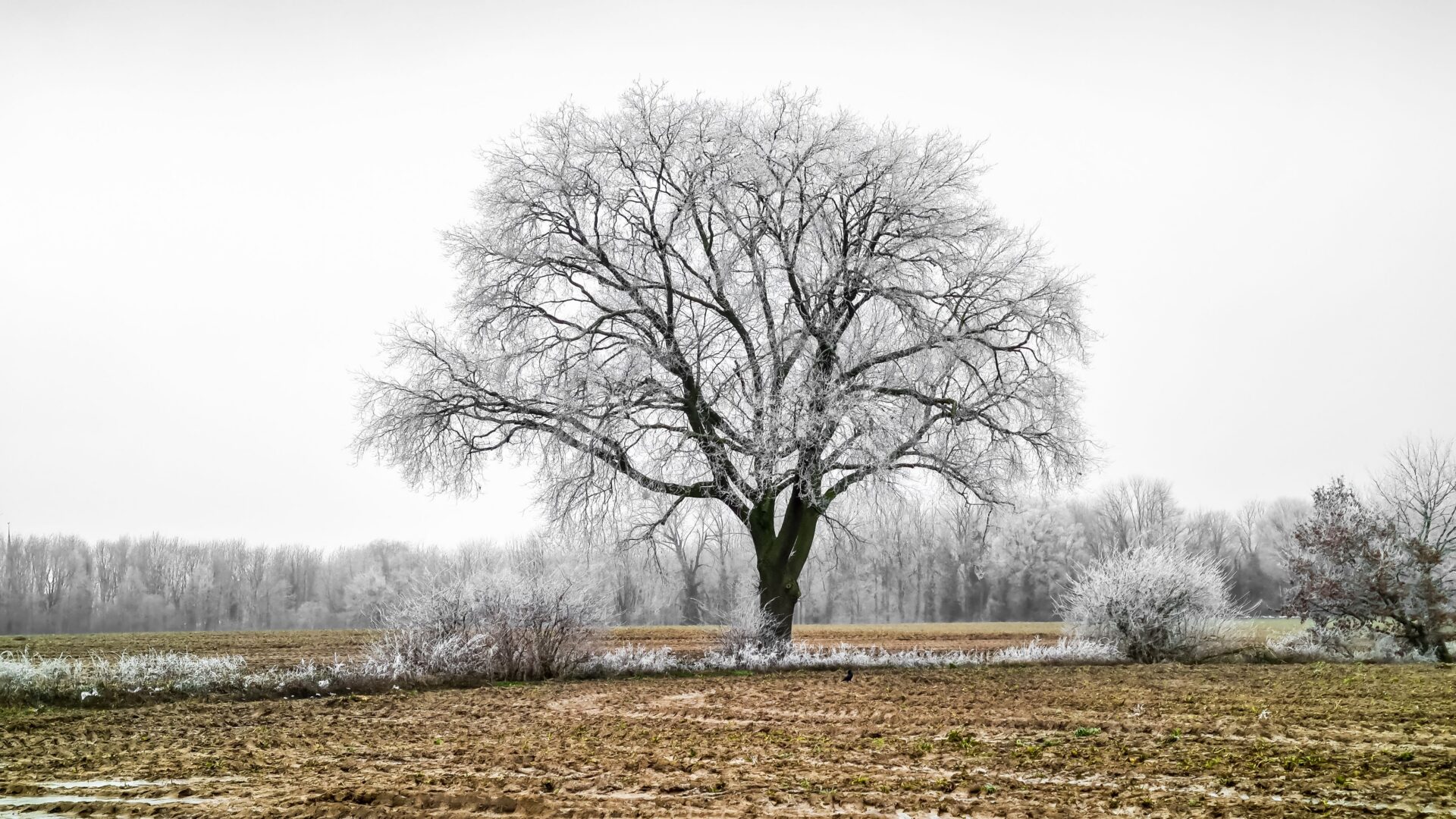 artistic trees