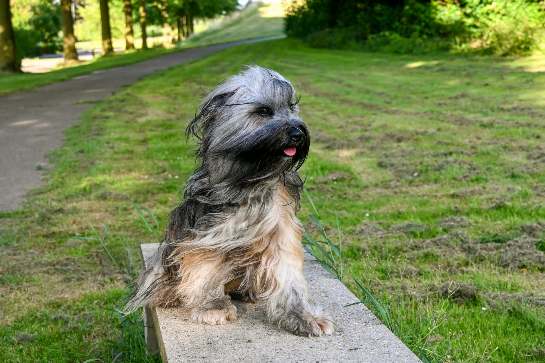 summer dog park Netherlands