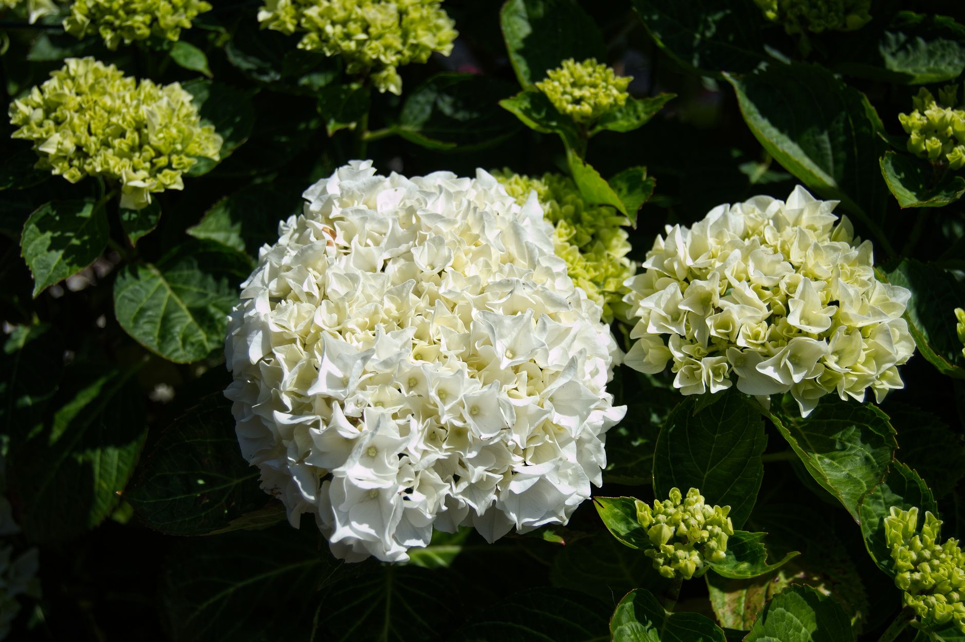 summer flowers