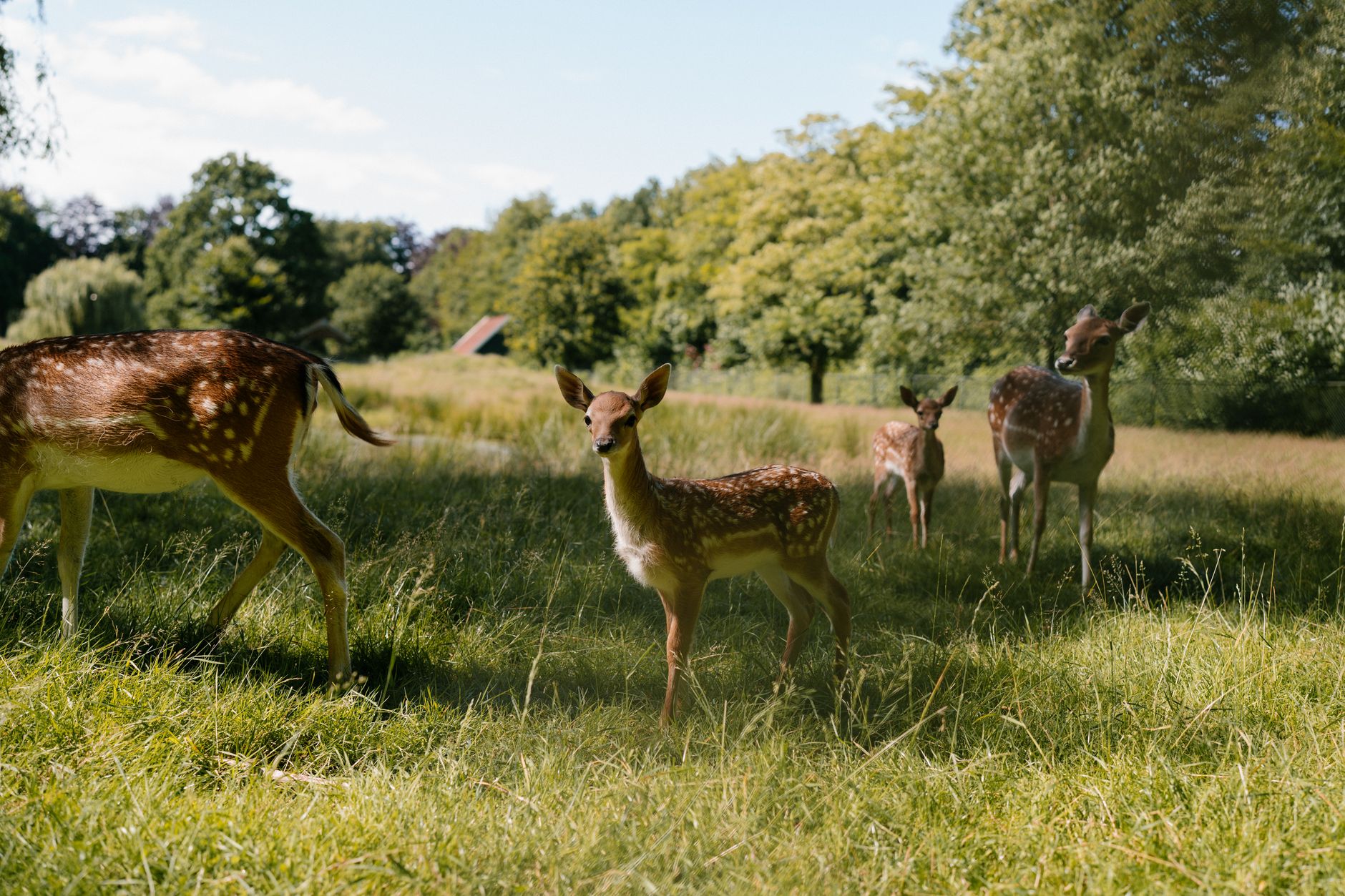 summer wildlife