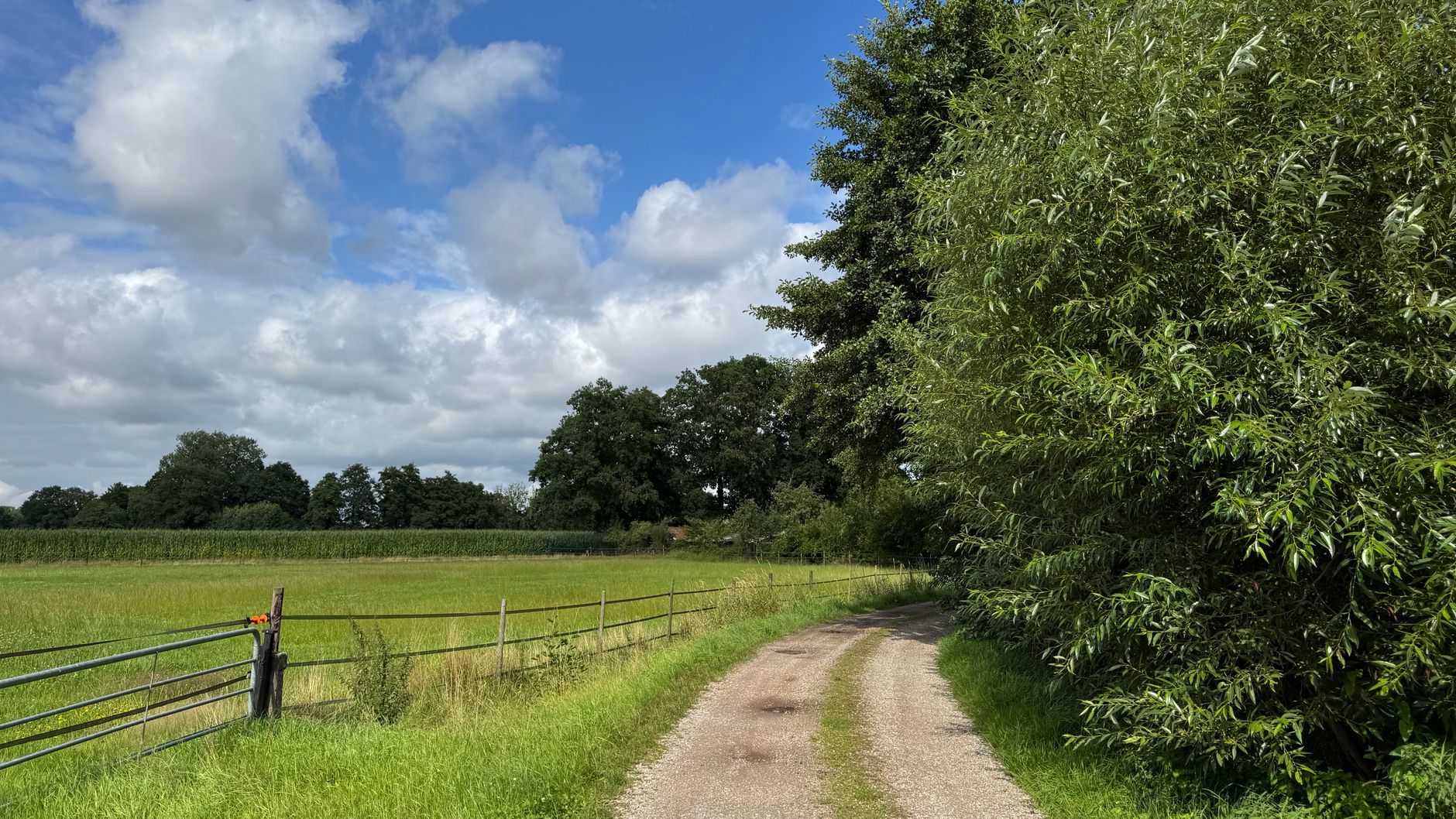 summer landscape Westerwolde