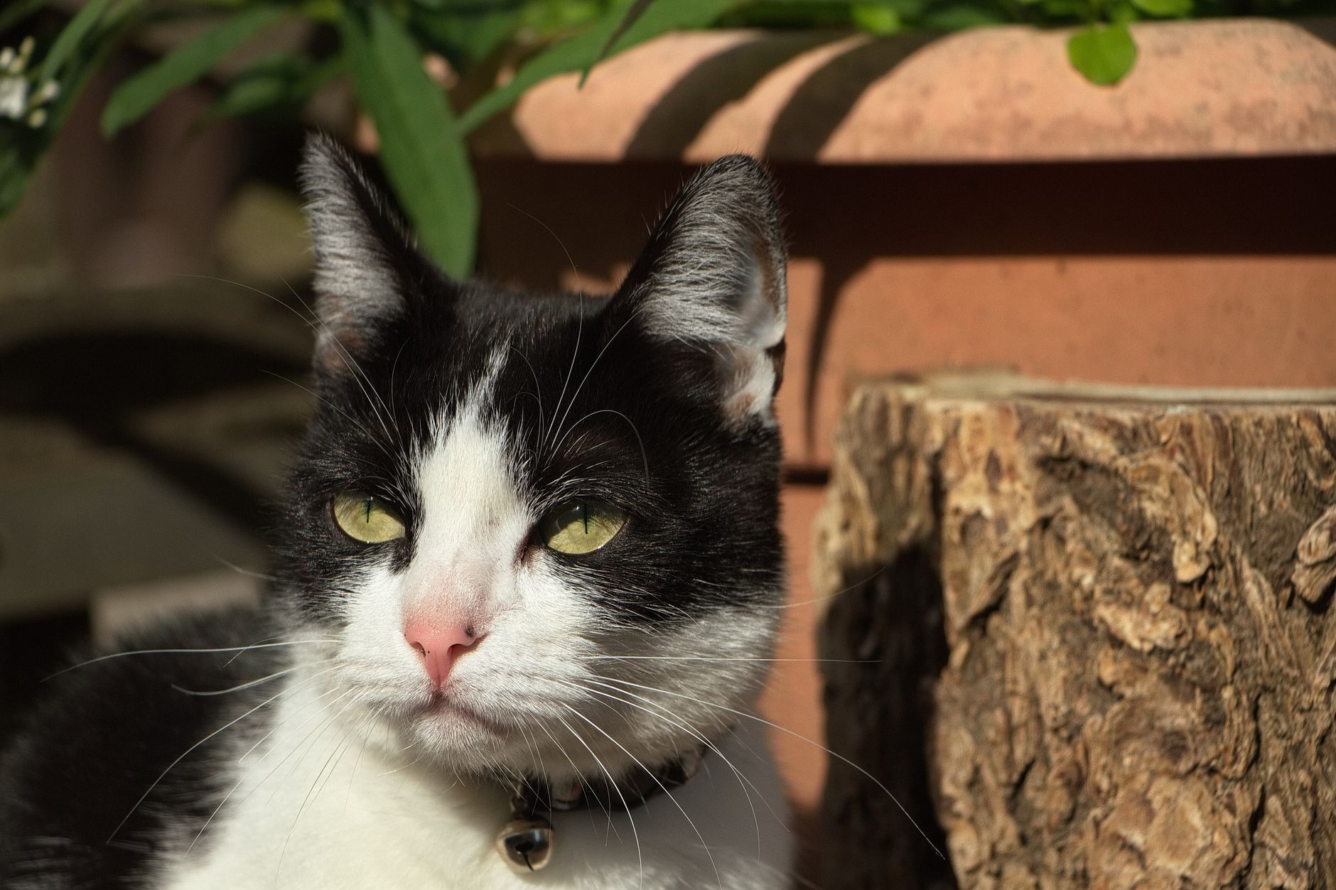 cat in summer garden