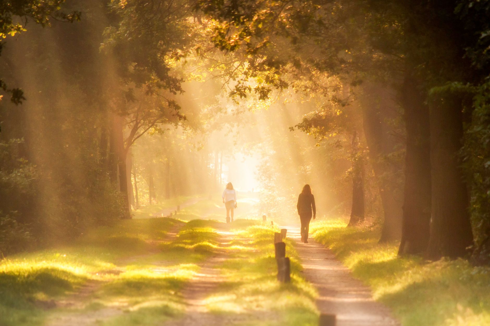 summer walking in the park