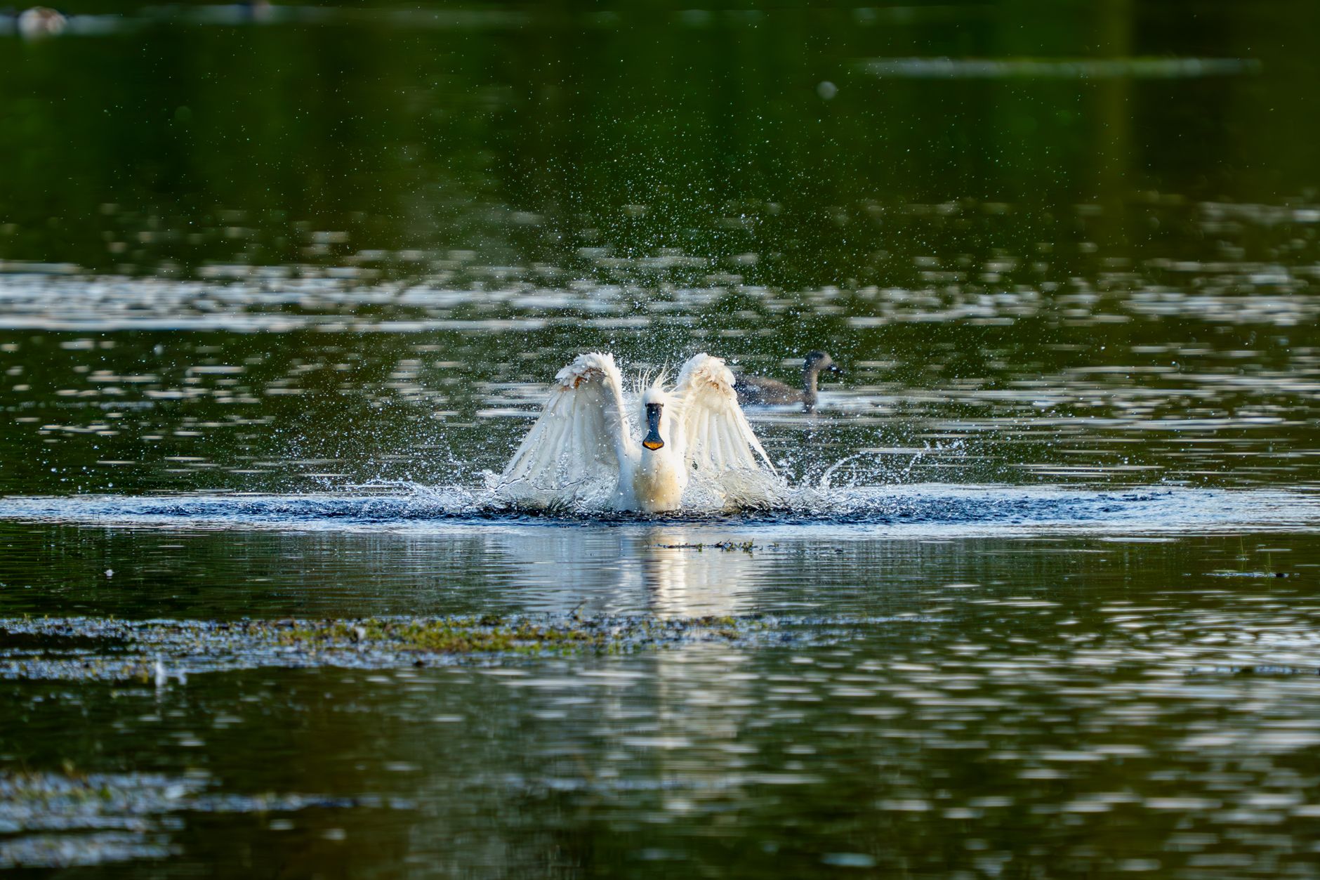 swan in summer