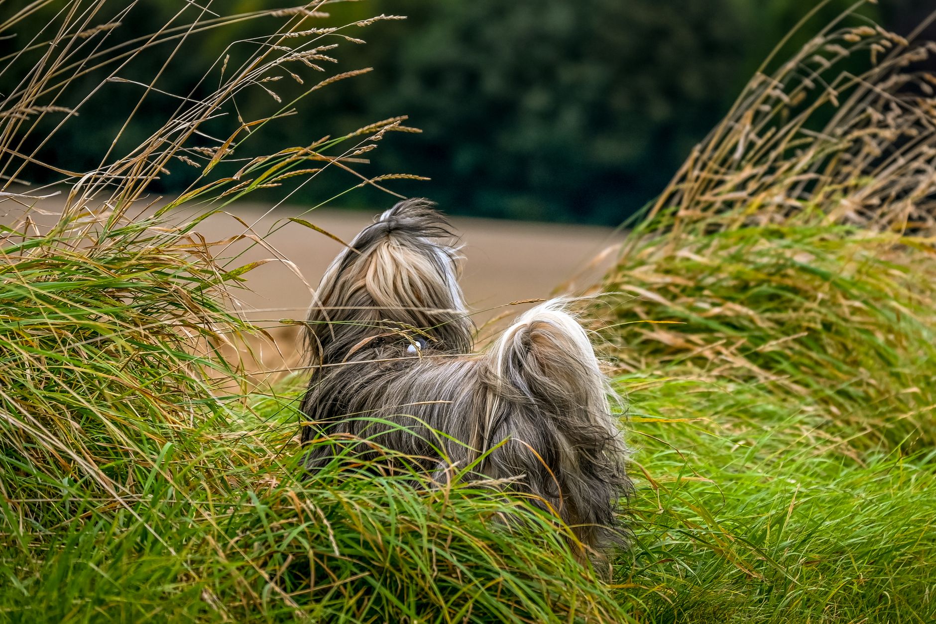 summer dog walking