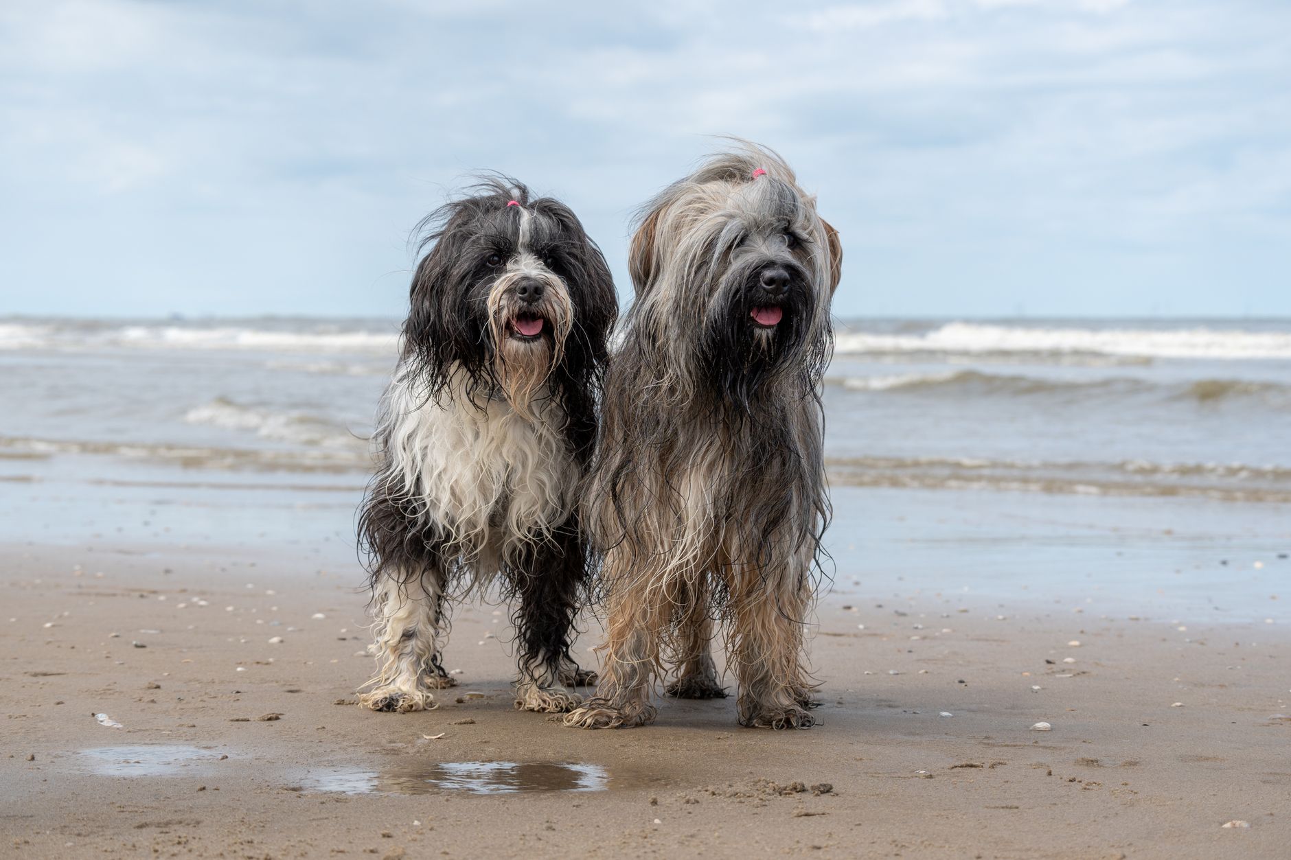 summer dog safety