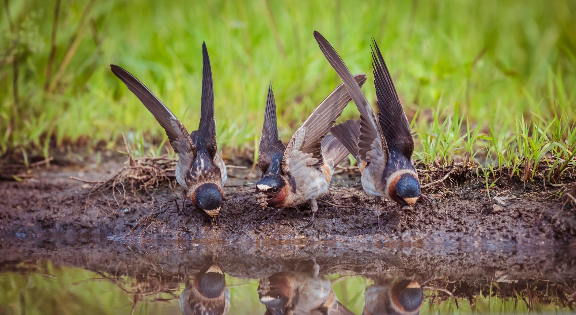 summer swallows