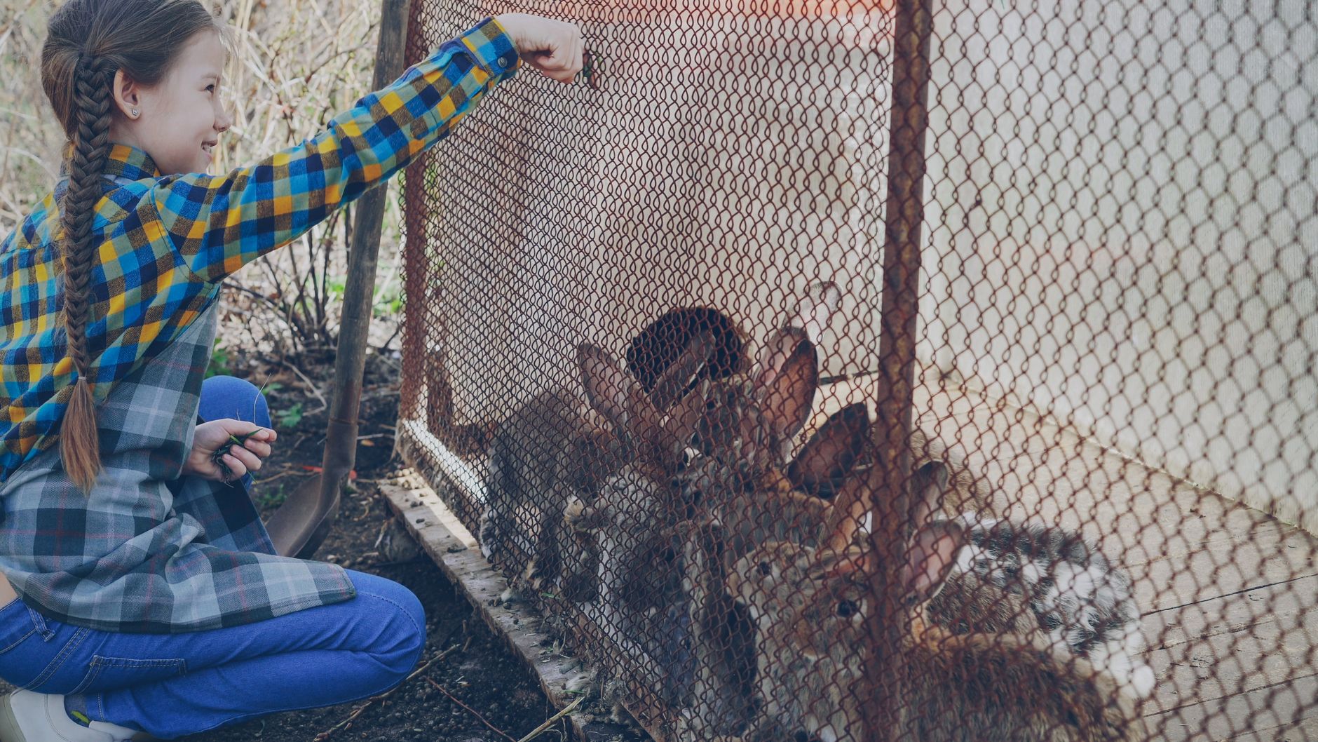 rabbit farming abuse