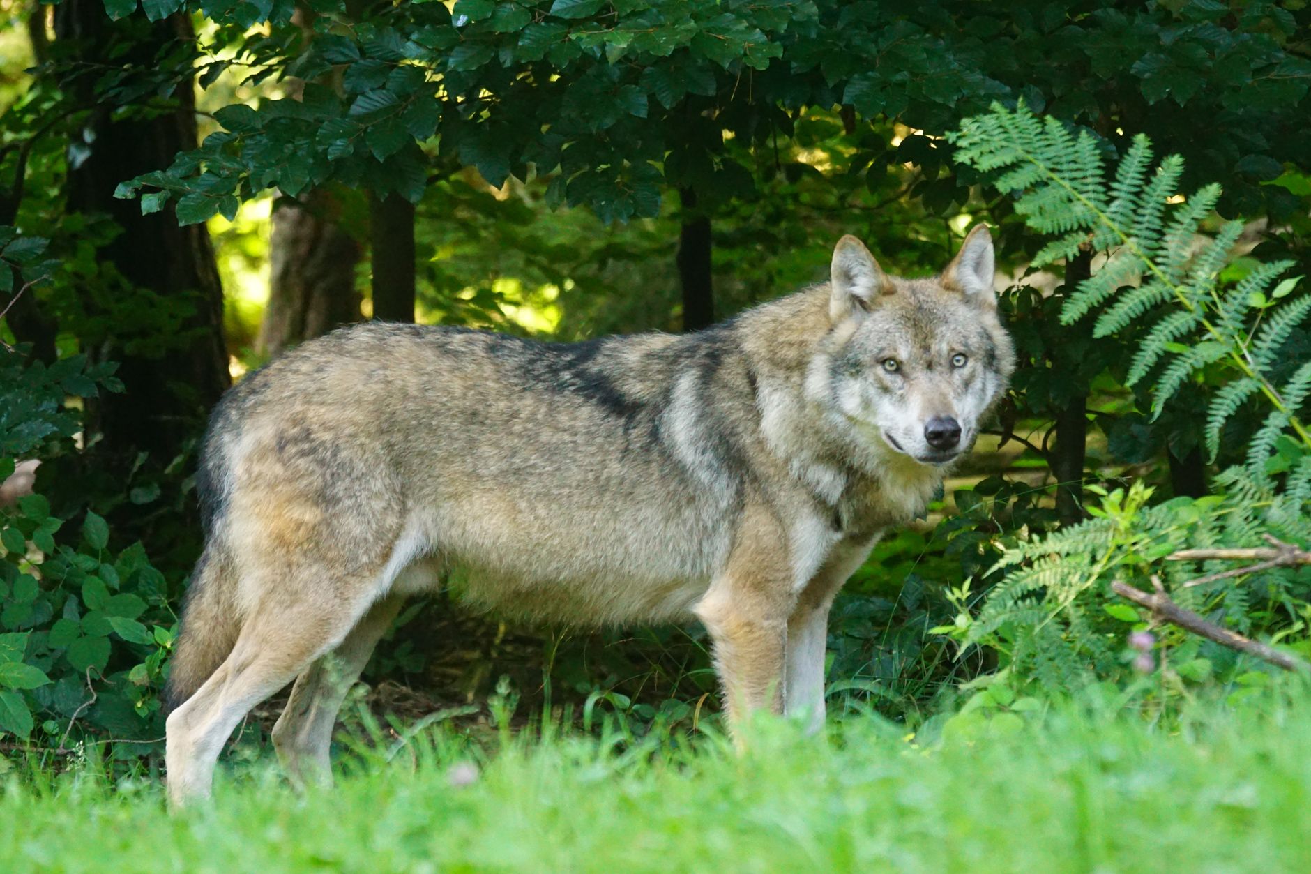 wolf in summer